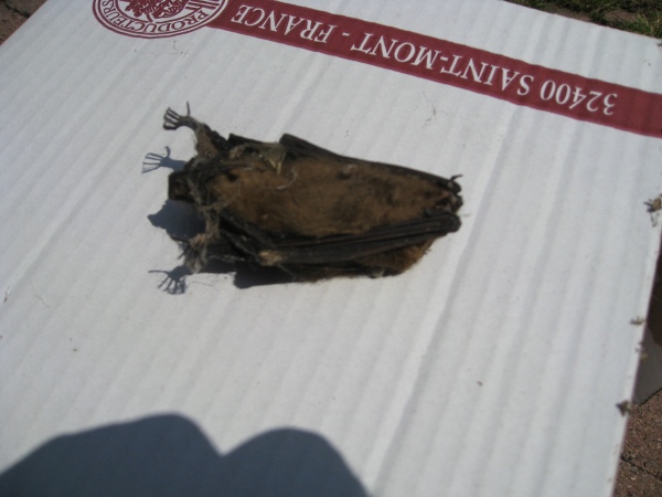 dead bat